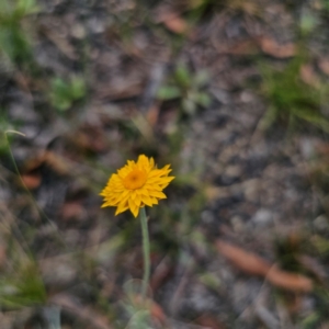 Leucochrysum albicans subsp. albicans at Ebor, NSW - 23 Feb 2024 05:34 PM