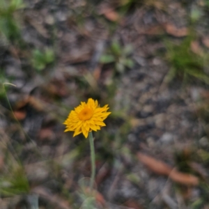 Leucochrysum albicans subsp. albicans at Ebor, NSW - 23 Feb 2024 05:34 PM