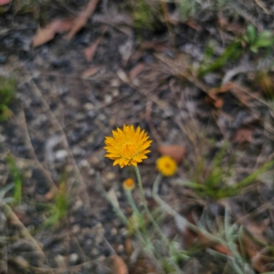 Leucochrysum albicans subsp. albicans at Ebor, NSW - 23 Feb 2024 05:34 PM