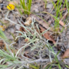 Leucochrysum albicans subsp. albicans at Ebor, NSW - 23 Feb 2024