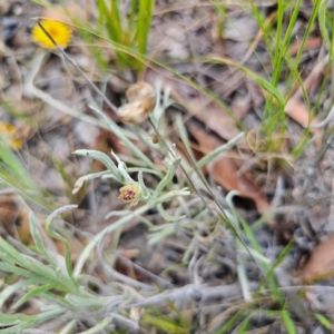 Leucochrysum albicans subsp. albicans at Ebor, NSW - 23 Feb 2024