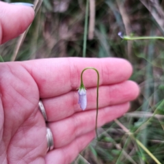 Wahlenbergia sp. (Bluebell) at Ebor, NSW - 23 Feb 2024 by Csteele4