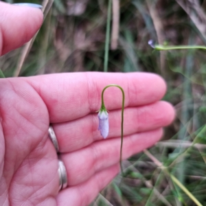 Wahlenbergia sp. at New England National Park - 23 Feb 2024