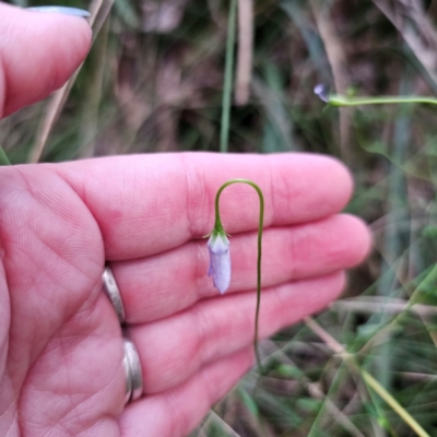 Wahlenbergia sp. (Bluebell) at New England National Park - 23 Feb 2024 by Csteele4