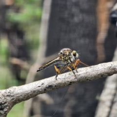 Unidentified Robber fly (Asilidae) at Ebor, NSW - 23 Feb 2024 by Csteele4