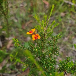 Dillwynia phylicoides at Ebor, NSW - 23 Feb 2024 05:42 PM