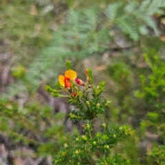 Dillwynia phylicoides at Ebor, NSW - 23 Feb 2024 05:42 PM