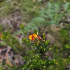 Dillwynia phylicoides at Ebor, NSW - 23 Feb 2024 05:42 PM