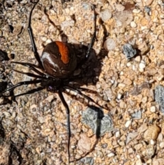 Latrodectus hasselti (Redback Spider) at Isaacs, ACT - 24 Feb 2024 by Mike