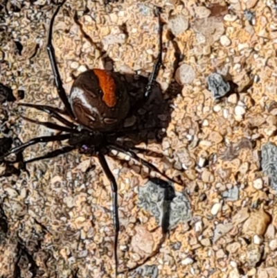 Latrodectus hasselti (Redback Spider) at Isaacs, ACT - 25 Feb 2024 by Mike