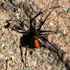 Latrodectus hasselti at Isaacs, ACT - 25 Feb 2024