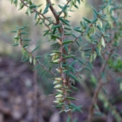 Leucopogon fletcheri subsp. brevisepalus (Twin Flower Beard-Heath) at Block 402 - 5 Jul 2023 by RobG1