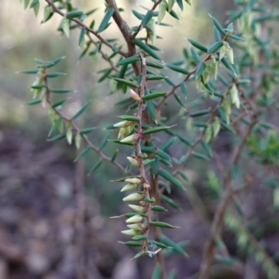 Leucopogon fletcheri subsp. brevisepalus (Twin Flower Beard-Heath) at Denman Prospect 2 Estate Deferred Area (Block 12) - 5 Jul 2023 by RobG1