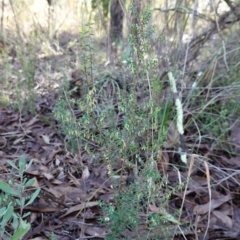 Styphelia fletcheri subsp. brevisepala at Bluetts Block (402, 403, 12, 11) - 5 Jul 2023