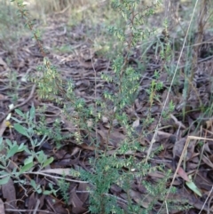 Styphelia fletcheri subsp. brevisepala at Bluetts Block (402, 403, 12, 11) - 5 Jul 2023