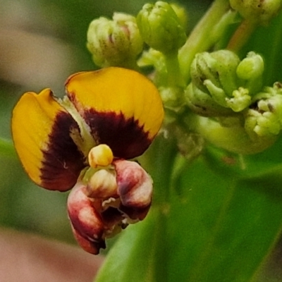 Daviesia corymbosa at Ulladulla, NSW - 24 Feb 2024 by trevorpreston