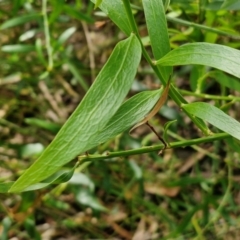 Daviesia corymbosa at Ulladulla Wildflower Reserve - 24 Feb 2024