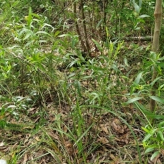 Daviesia corymbosa at Ulladulla Wildflower Reserve - 24 Feb 2024