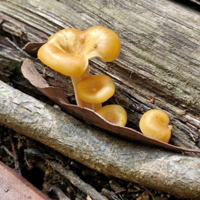 Unverified Cap on a stem; gills below cap [mushrooms or mushroom-like] at Ulladulla Wildflower Reserve - 24 Feb 2024 by trevorpreston
