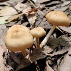 Unidentified Cap on a stem; gills below cap [mushrooms or mushroom-like] at Ulladulla Wildflower Reserve - 24 Feb 2024 by trevorpreston