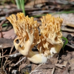 Ramaria sp. (A Coral fungus) at Ulladulla Wildflower Reserve - 24 Feb 2024 by trevorpreston