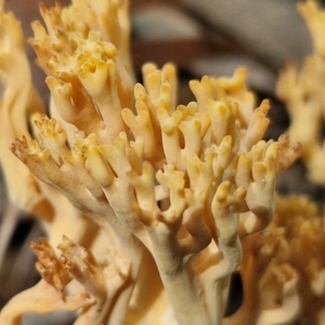 Ramaria sp. at Ulladulla Wildflower Reserve - 24 Feb 2024