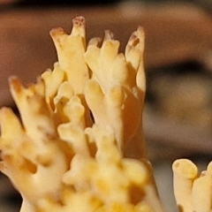 Ramaria sp. (genus) at Ulladulla Wildflower Reserve - 24 Feb 2024 02:32 PM