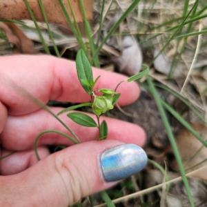 Polygala japonica at Oxley Wild Rivers National Park - 23 Feb 2024