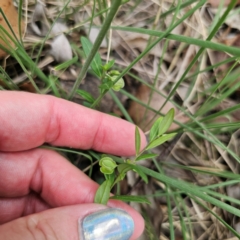 Polygala japonica at Oxley Wild Rivers National Park - 23 Feb 2024 03:00 PM