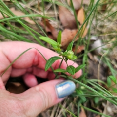 Polygala japonica at Oxley Wild Rivers National Park - 23 Feb 2024