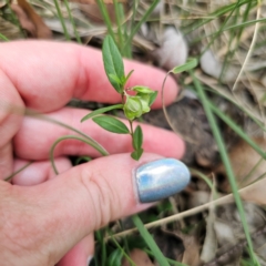 Polygala japonica at Oxley Wild Rivers National Park - 23 Feb 2024