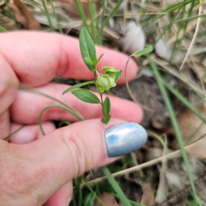 Polygala japonica at Oxley Wild Rivers National Park - 23 Feb 2024