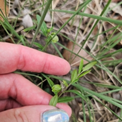 Polygala japonica at Oxley Wild Rivers National Park - 23 Feb 2024 03:00 PM
