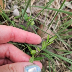 Polygala japonica at Oxley Wild Rivers National Park - 23 Feb 2024