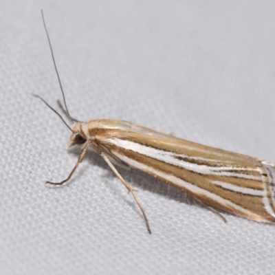 Hednota relatalis (A Crambid moth) at Jerrabomberra, NSW - 24 Feb 2024 by DianneClarke