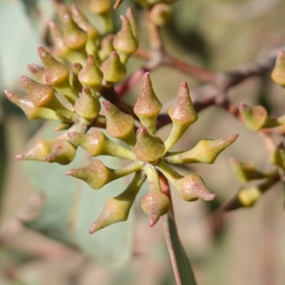 Eucalyptus macrorhyncha subsp. macrorhyncha (Red Stringybark) at Denman Prospect, ACT - 7 Jul 2023 by RobG1