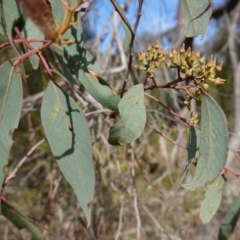 Eucalyptus macrorhyncha subsp. macrorhyncha at Denman Prospect 2 Estate Deferred Area (Block 12) - 7 Jul 2023
