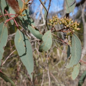 Eucalyptus macrorhyncha subsp. macrorhyncha at Denman Prospect 2 Estate Deferred Area (Block 12) - 7 Jul 2023