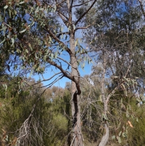 Eucalyptus macrorhyncha subsp. macrorhyncha at Denman Prospect 2 Estate Deferred Area (Block 12) - 7 Jul 2023