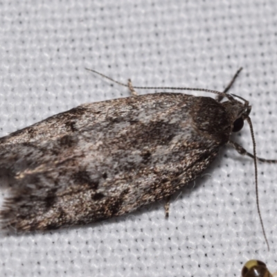 Unidentified Concealer moth (Oecophoridae) at Jerrabomberra, NSW - 22 Feb 2024 by DianneClarke