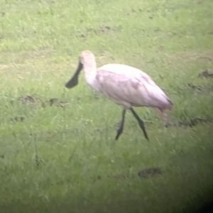 Platalea regia at Fernmount, NSW - 25 Feb 2024 10:38 AM