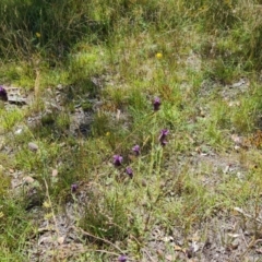 Lavandula stoechas (Spanish Lavender or Topped Lavender) at Fadden, ACT - 25 Feb 2024 by Mike