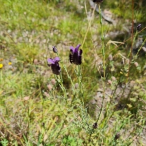 Lavandula stoechas at Isaacs Ridge and Nearby - 25 Feb 2024