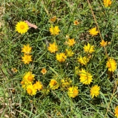 Xerochrysum viscosum (Sticky Everlasting) at Isaacs Ridge - 25 Feb 2024 by Mike