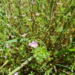 Geranium sp. (Geranium) at Isaacs Ridge and Nearby - 25 Feb 2024 by Mike