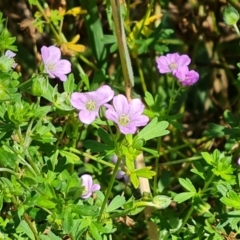 Geranium sp. at Isaacs Ridge and Nearby - 25 Feb 2024 12:24 PM