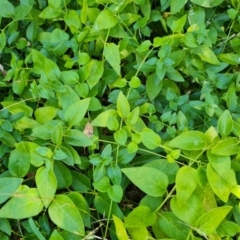 Vinca major (Blue Periwinkle) at Isaacs Ridge - 25 Feb 2024 by Mike