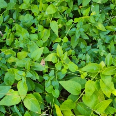 Vinca major (Blue Periwinkle) at Isaacs Ridge and Nearby - 25 Feb 2024 by Mike