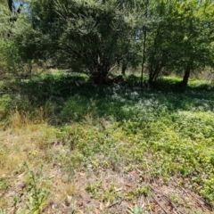 Vinca major at Isaacs Ridge - 25 Feb 2024