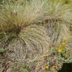 Nassella trichotoma (Serrated Tussock) at Isaacs Ridge and Nearby - 25 Feb 2024 by Mike
